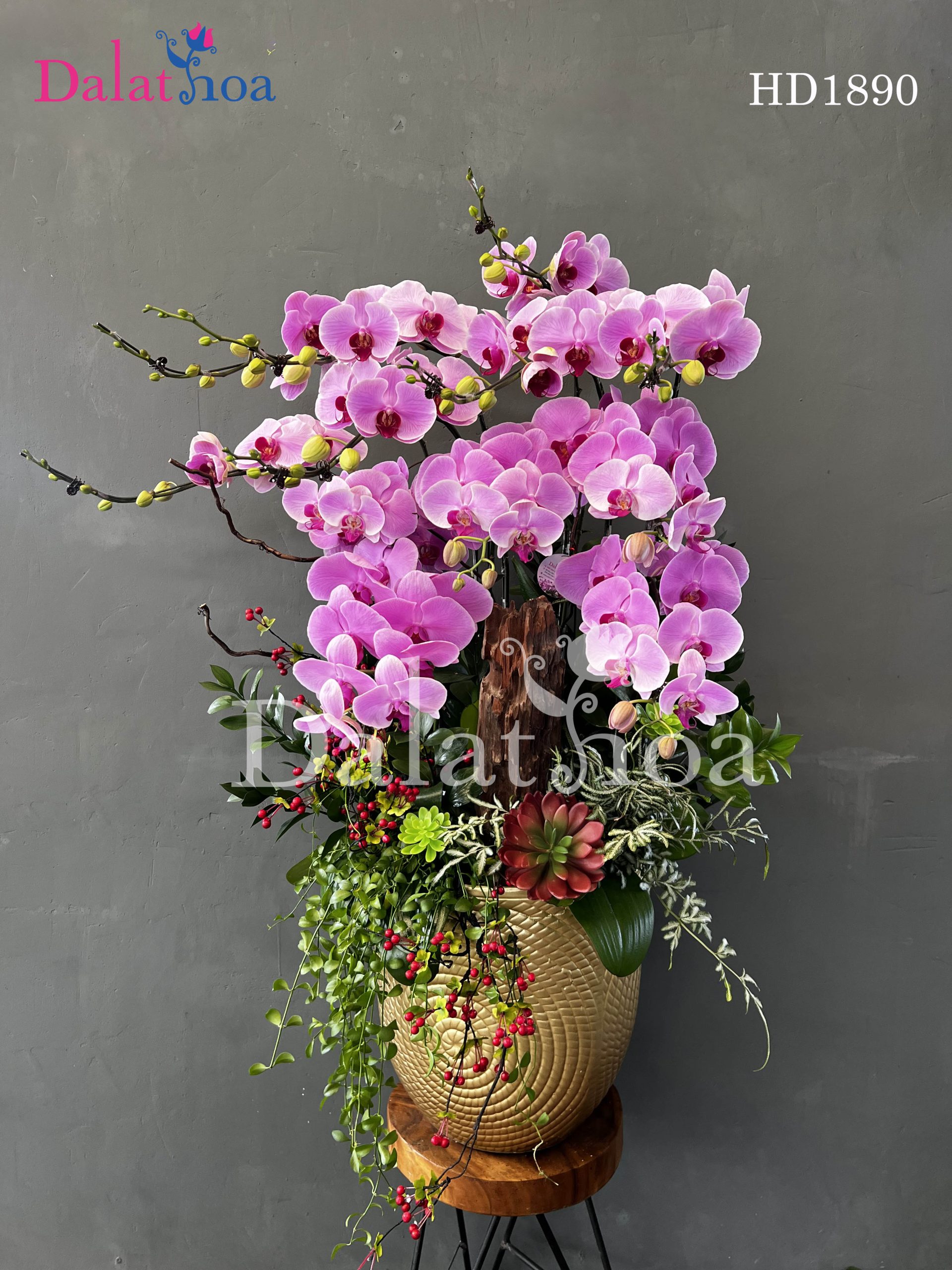 Thanh Xuân Trú Ngụ Trong Cánh Lan Hồ Điệp