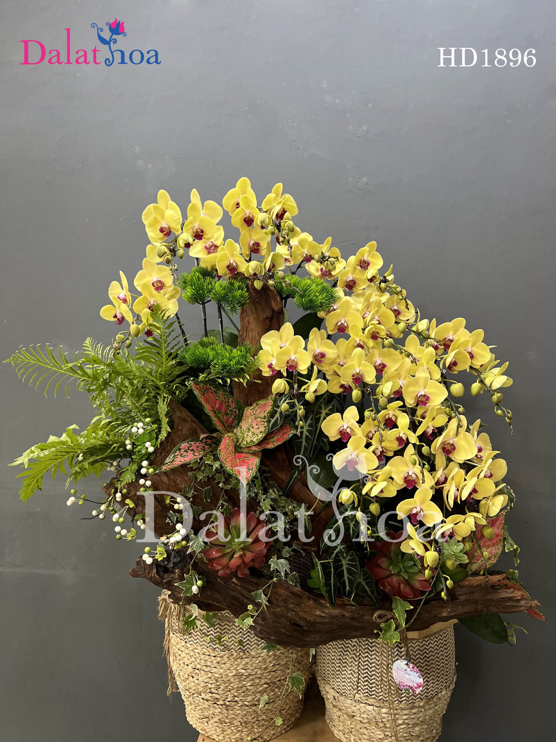 Lan Hồ Điệp Ngày Cuối Tháng Bảy – Lặng Lẽ Mà Đẹp Đẽ Như Thế