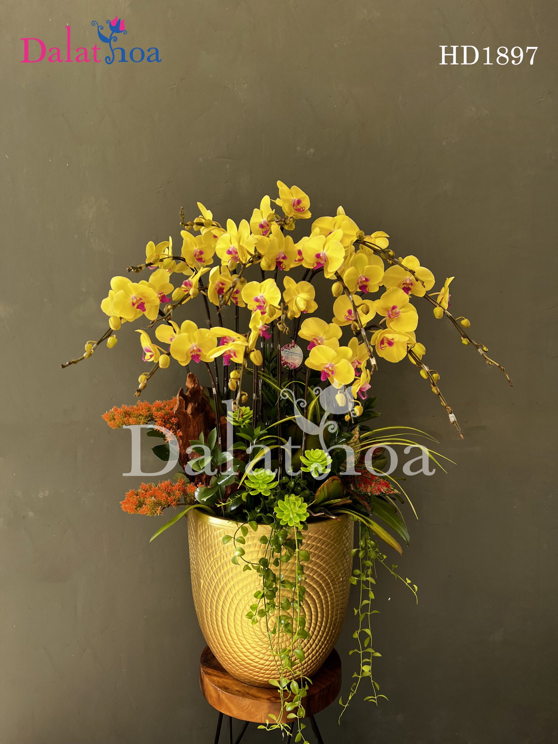 Hoa Lan Hồ Điệp Trong Sự Băn Khoăn Chọn Lựa