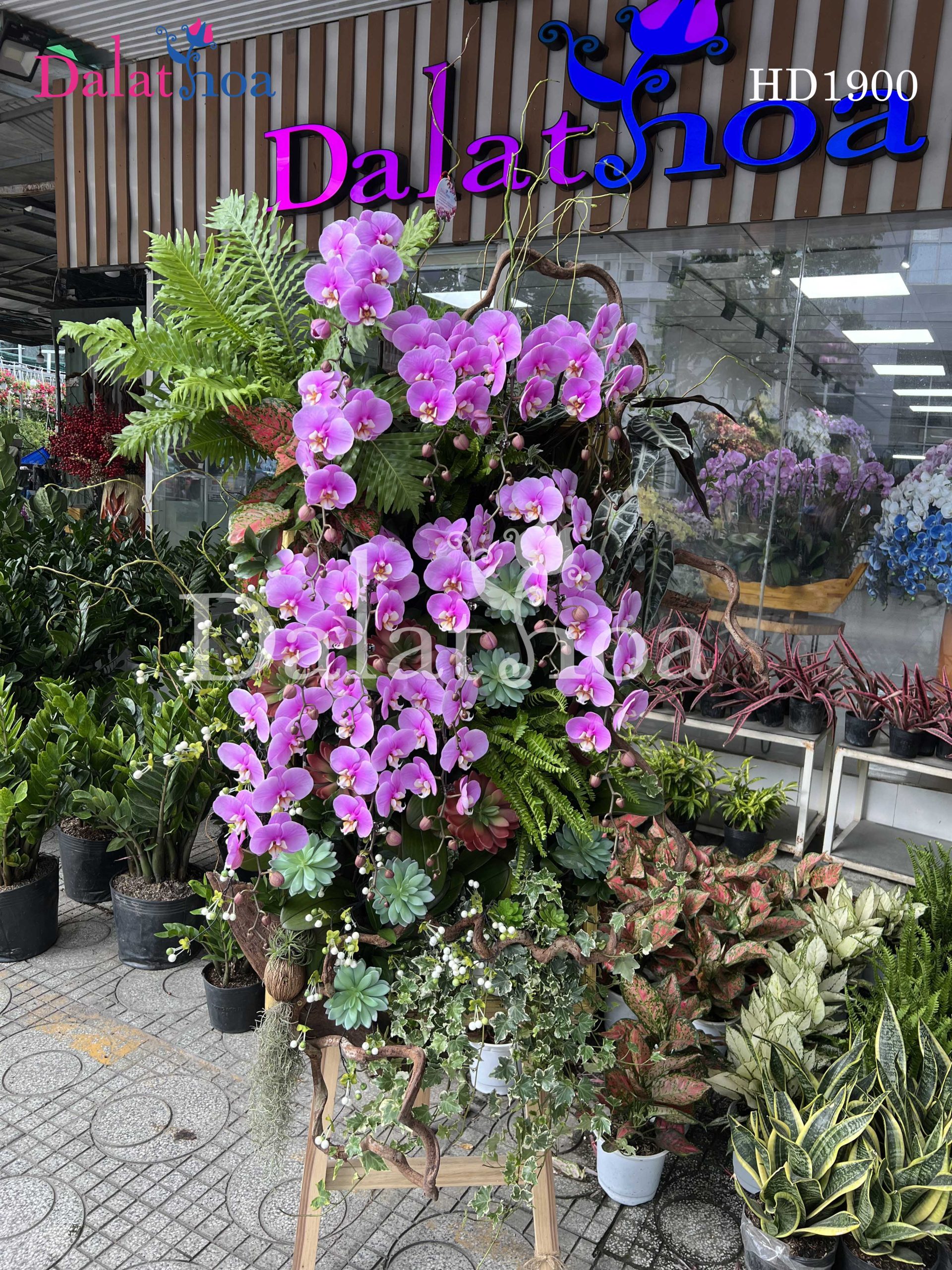 Lan Hồ Điệp Ngày Cuối Tháng Bảy – Lặng Lẽ Mà Đẹp Đẽ Như Thế