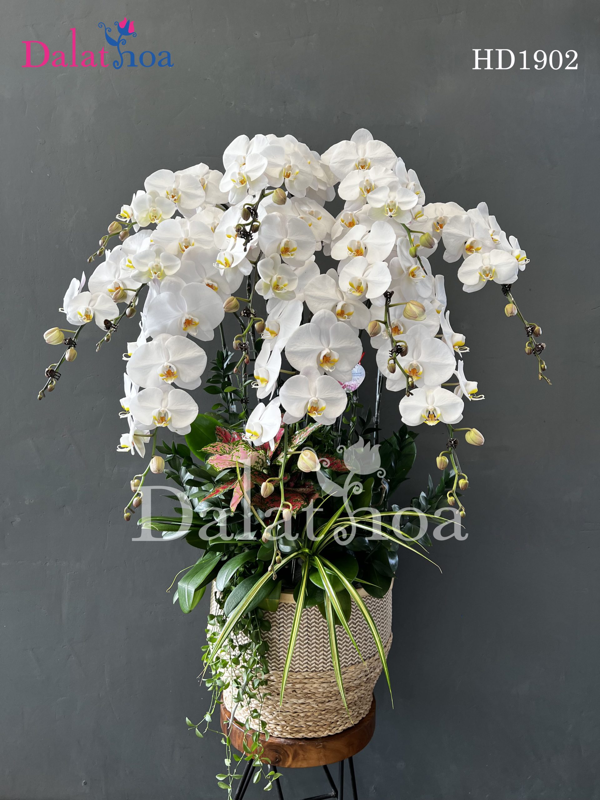 Thanh Xuân Trú Ngụ Trong Cánh Lan Hồ Điệp