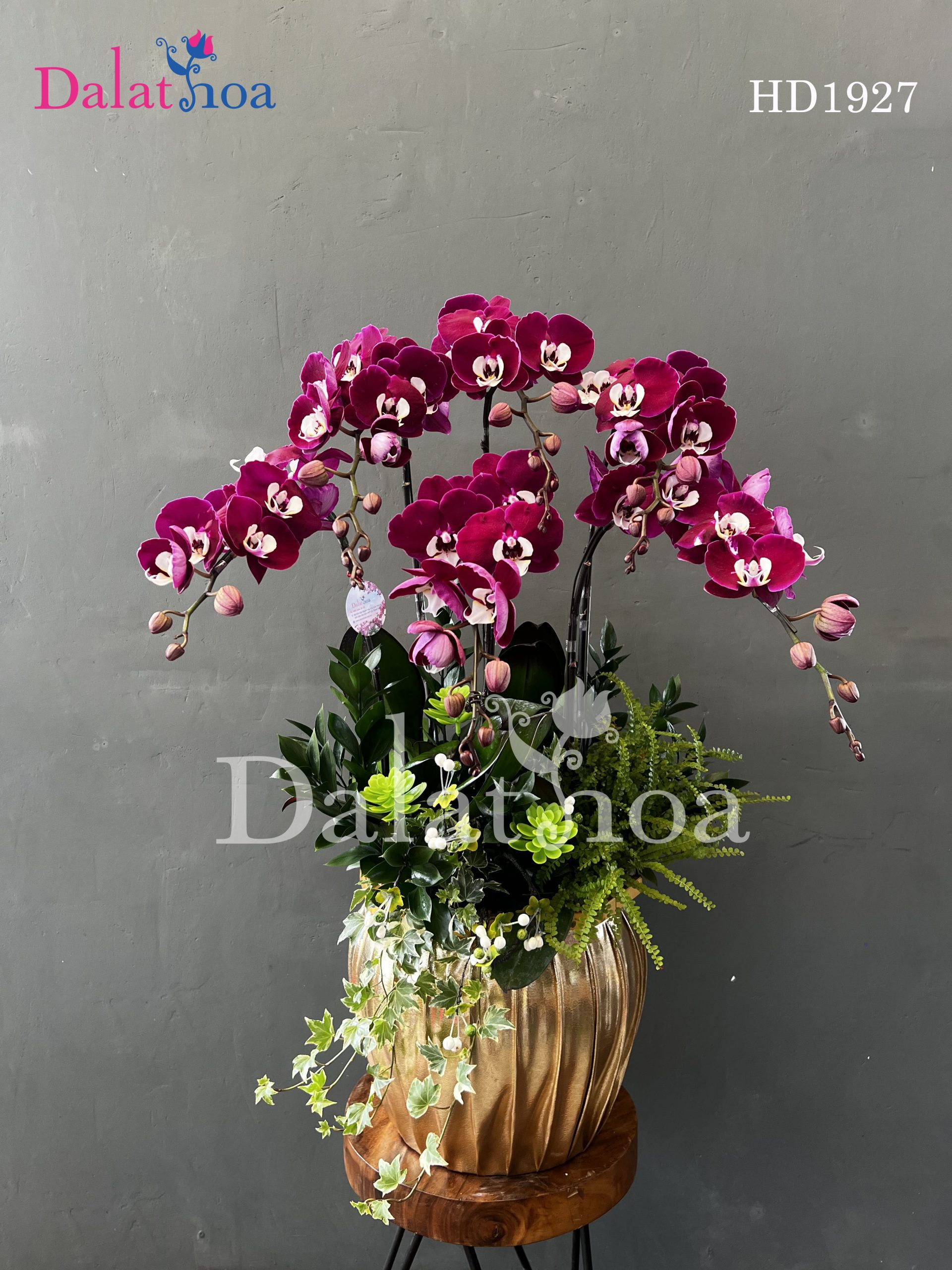 Chào Tháng 8 Rực Rỡ Cùng Hoa Lan Hồ Điệp