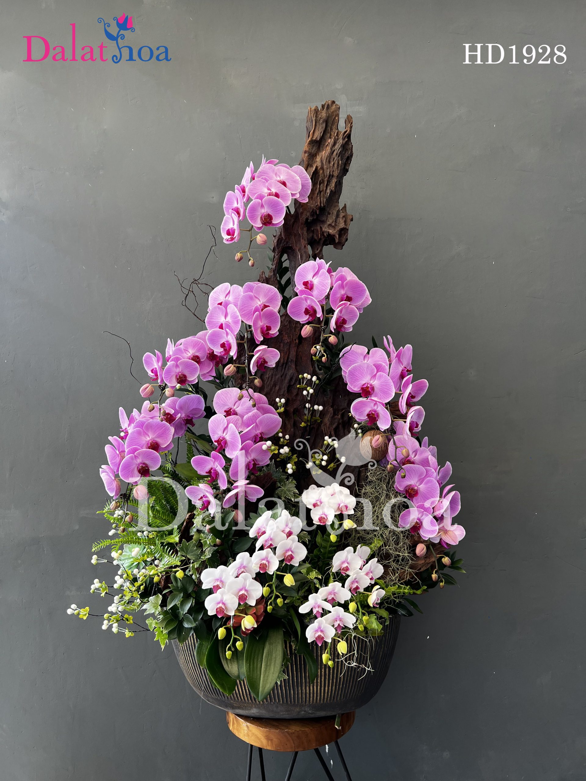 Chào Tháng 8 Rực Rỡ Cùng Hoa Lan Hồ Điệp