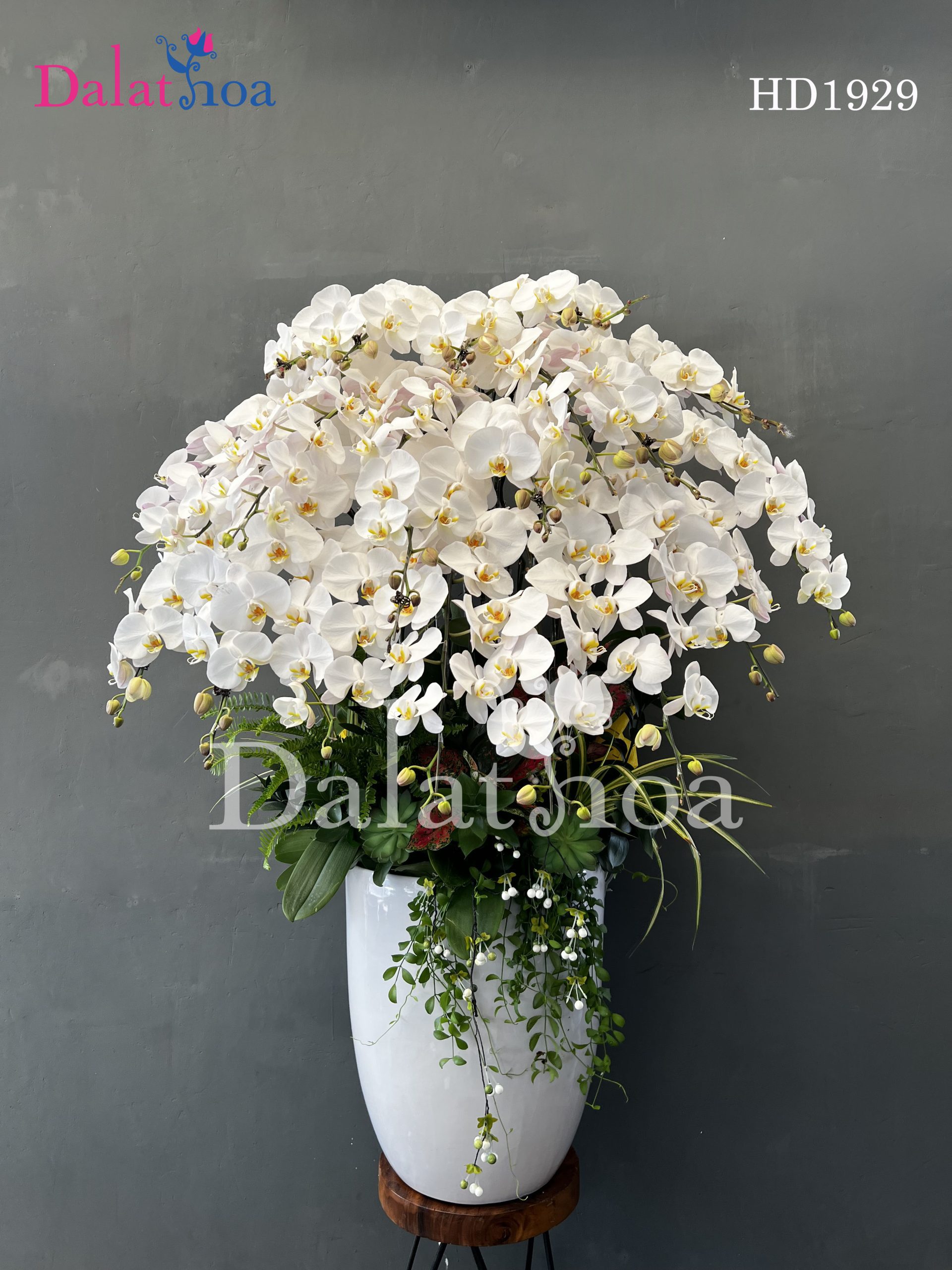 Chào Tháng 8 Rực Rỡ Cùng Hoa Lan Hồ Điệp