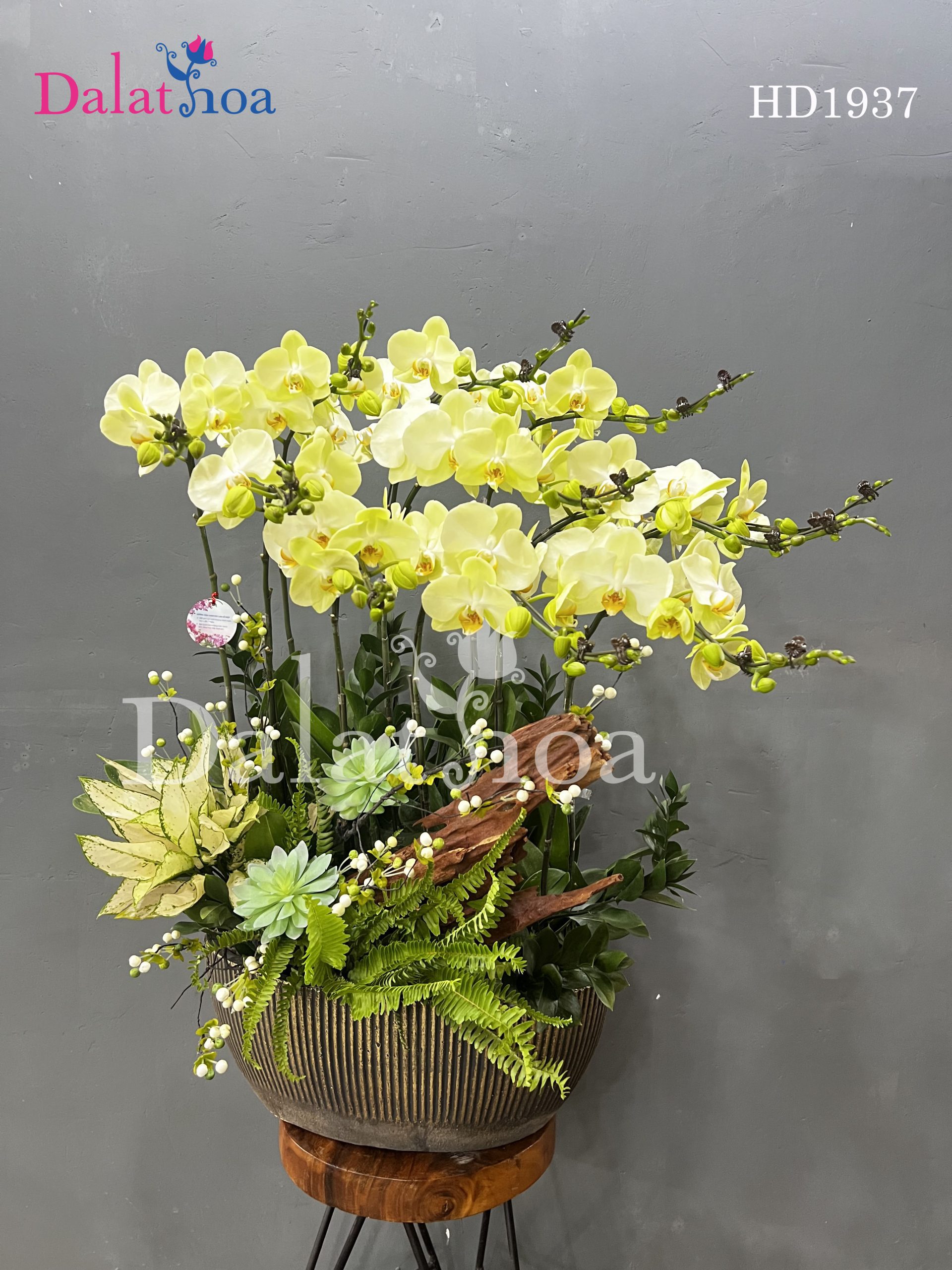 Chào Tháng 8 Rực Rỡ Cùng Hoa Lan Hồ Điệp