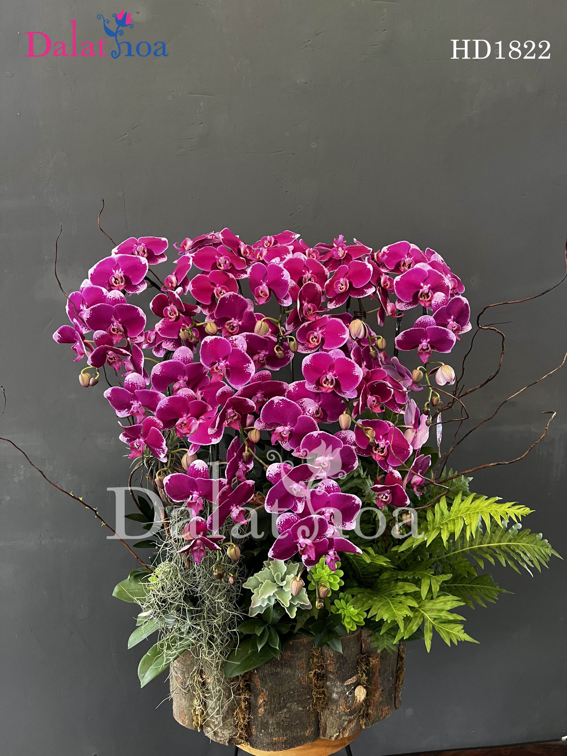 Hoa Lan Hồ Điệp Hạnh Phúc Mỗi Ngày Nhẹ Nhàng Như Một Nụ Cười