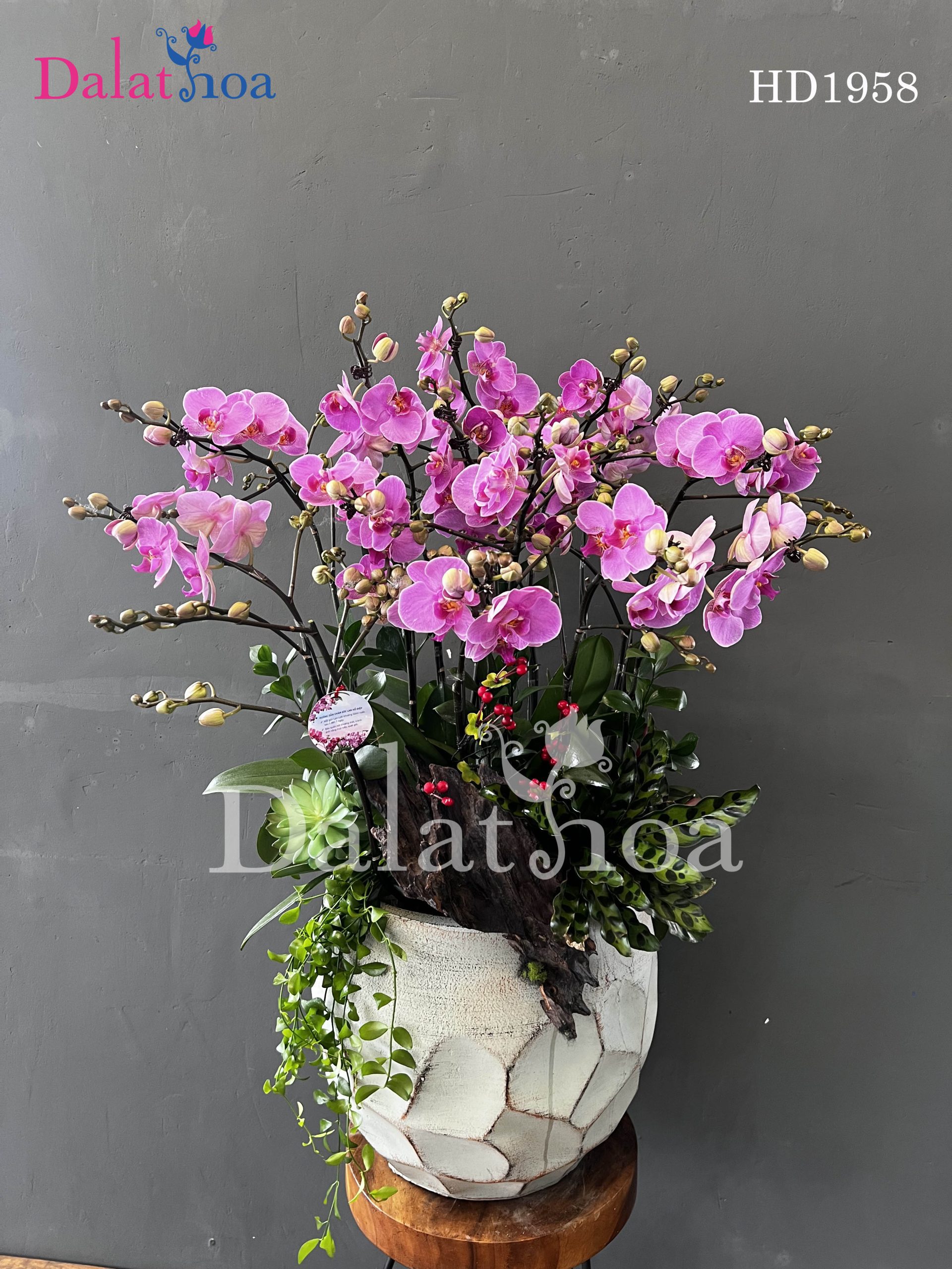 DALATHOA in District 10: Bringing the Beauty of Phalaenopsis Orchids to the World