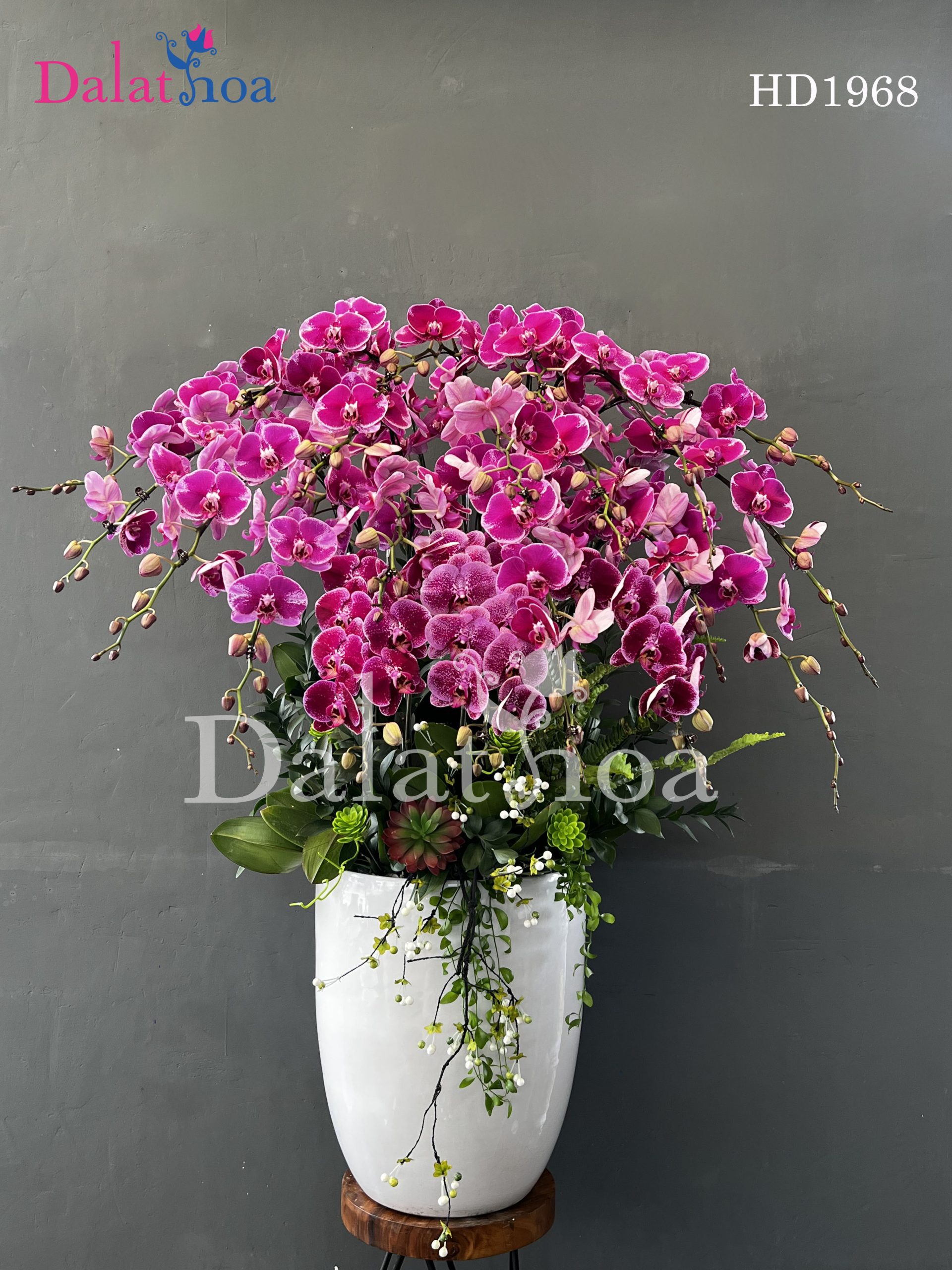 Hoa Lan Hồ Điệp Tấm Lá Chắn Dịu Dàng Trước Hơi Lạnh Mùa Mưa