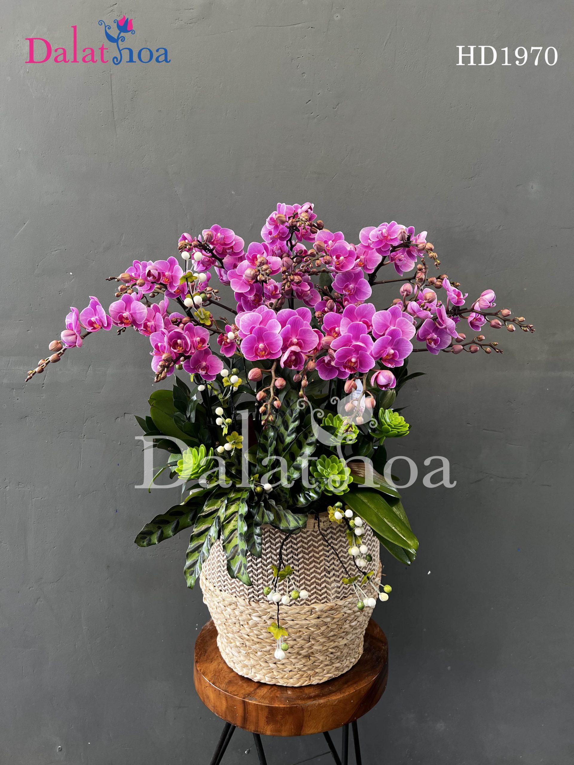 Cuối Tháng 10 – Hoa Lan Hồ Điệp Vẫn Thì Thầm Yêu Thương