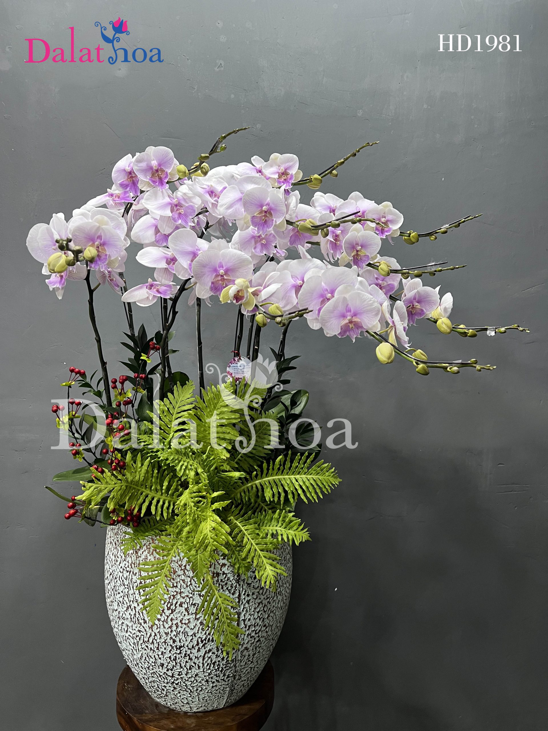 Lan Hồ Điệp – Mãi Nhớ Yêu Thương, Nâng Niu Phụ Nữ Việt Nam