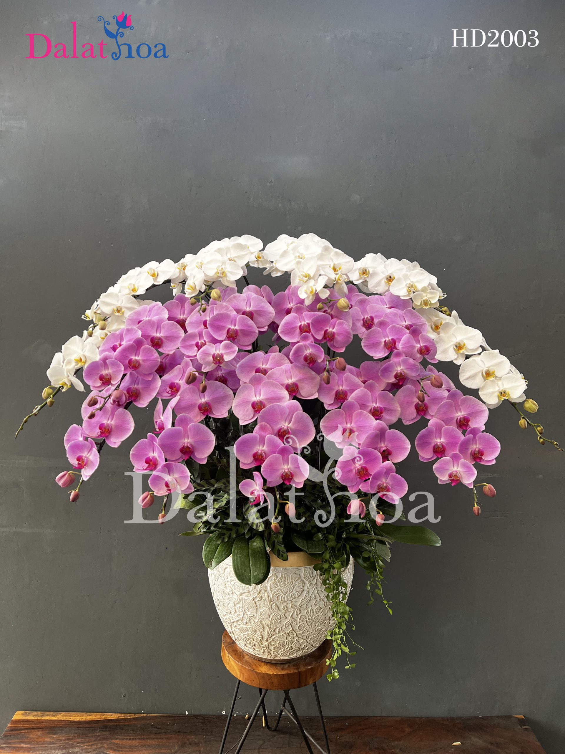 Cuối Tháng 10 – Hoa Lan Hồ Điệp Vẫn Thì Thầm Yêu Thương