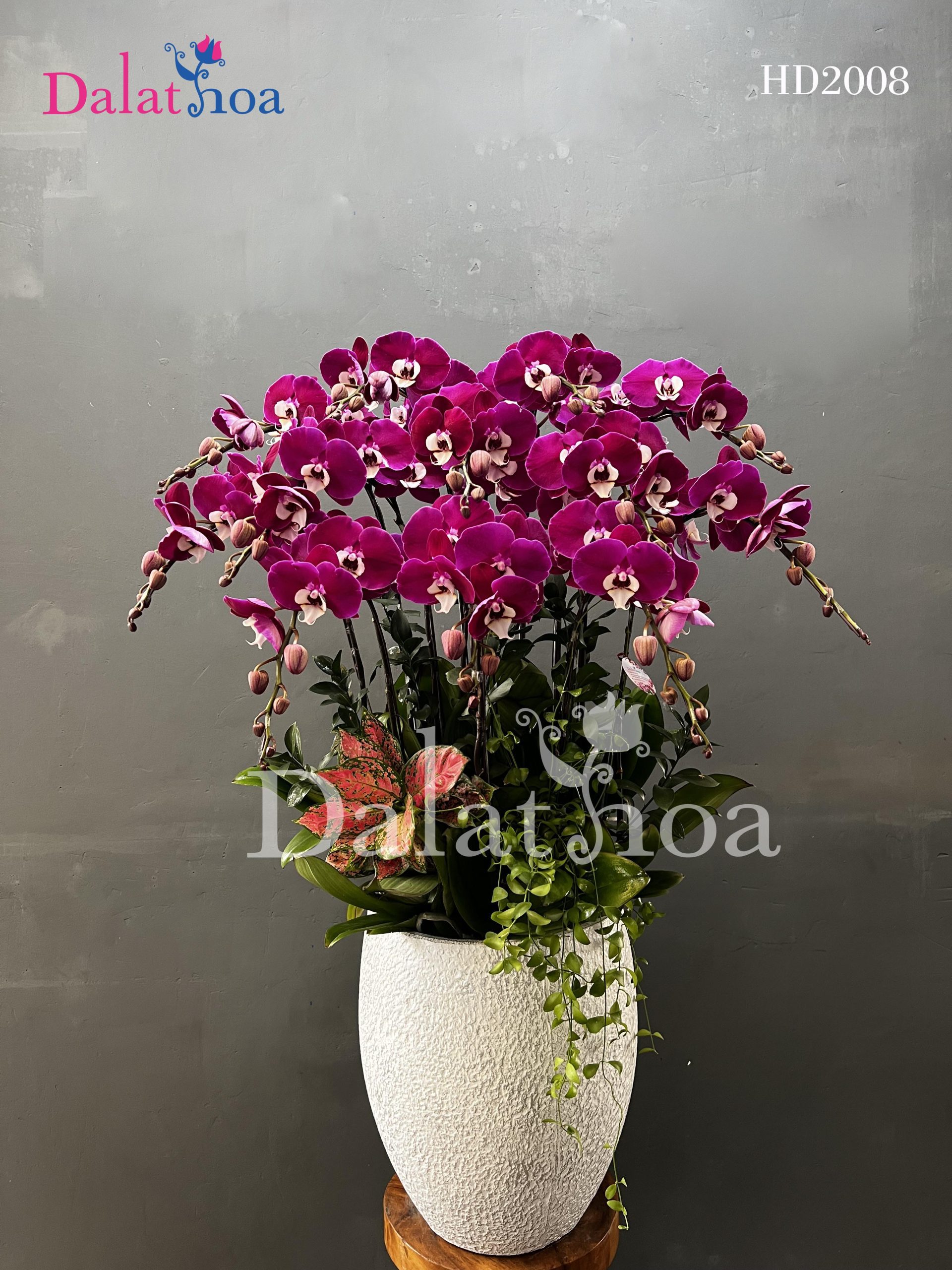 💐 Hoa Lan Hồ Điệp – Món Quà Tôn Vinh Vẻ Đẹp Và Lòng Kiêu Hãnh Của Người Phụ Nữ Việt Nam Ngày 20/10