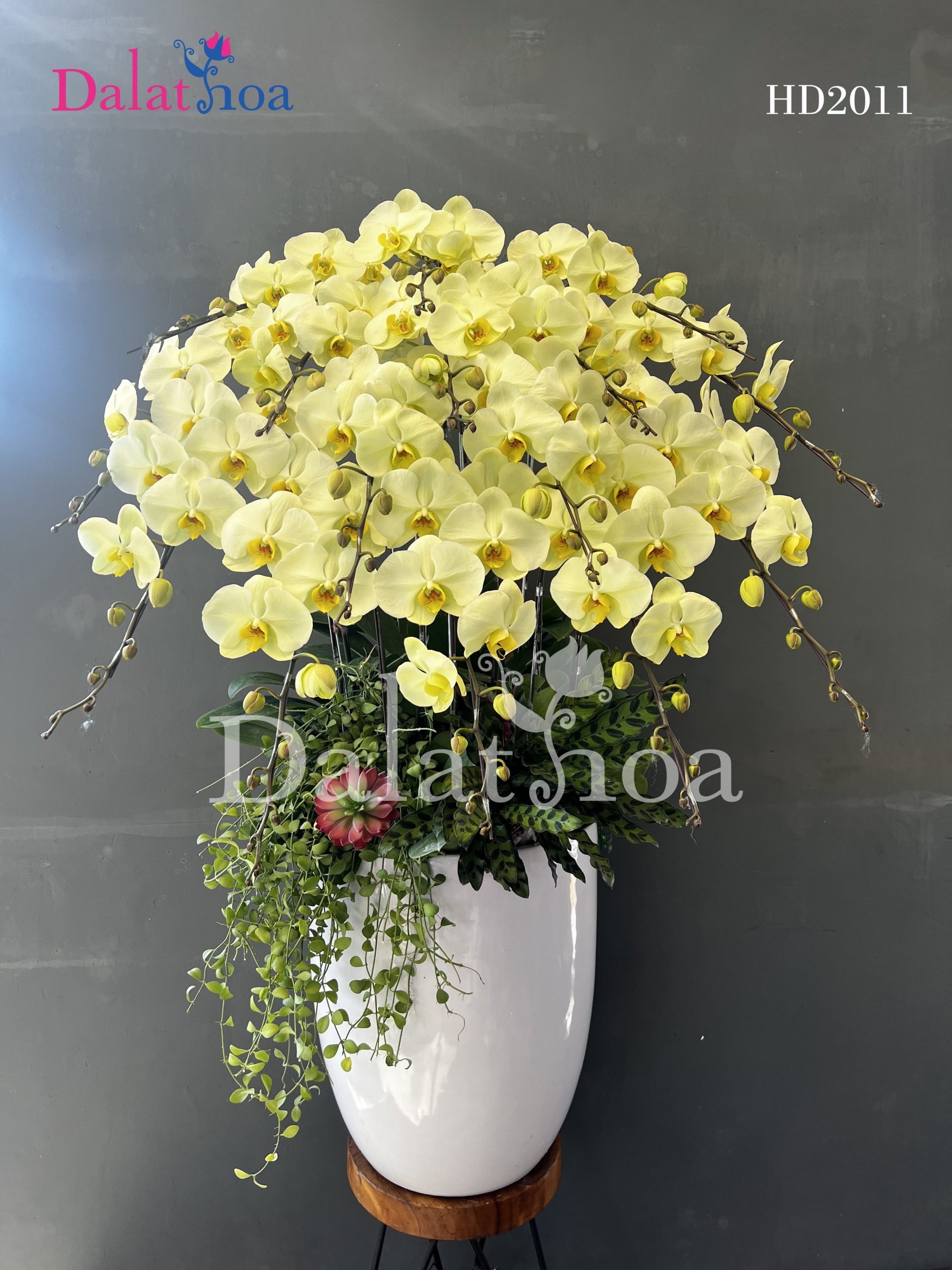 Dalathoa – Cầm Một Bó Hoa Đẹp, Trao Yêu Thương Ngày 20/10