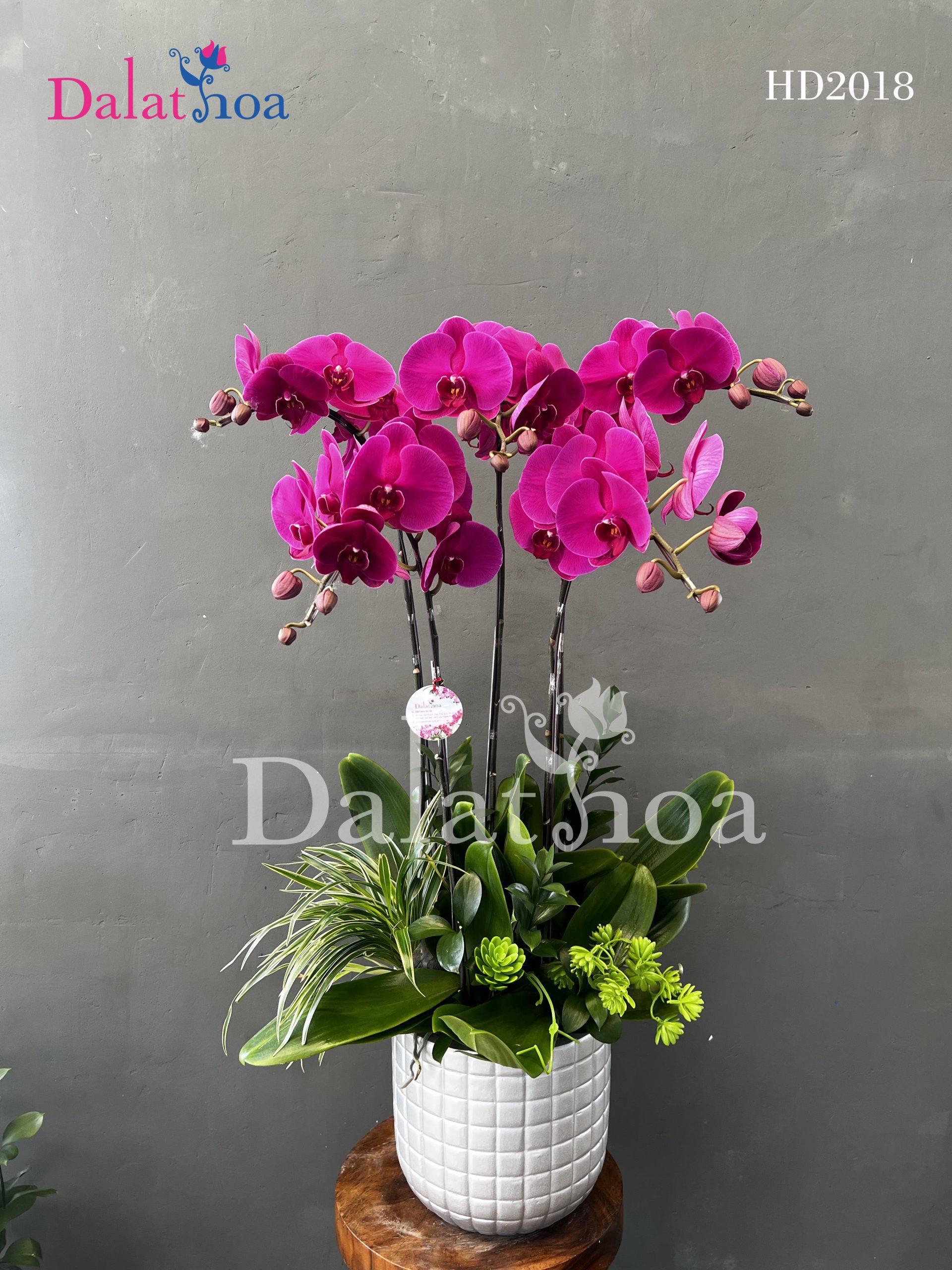 Cuối Tháng 10 – Hoa Lan Hồ Điệp Vẫn Thì Thầm Yêu Thương