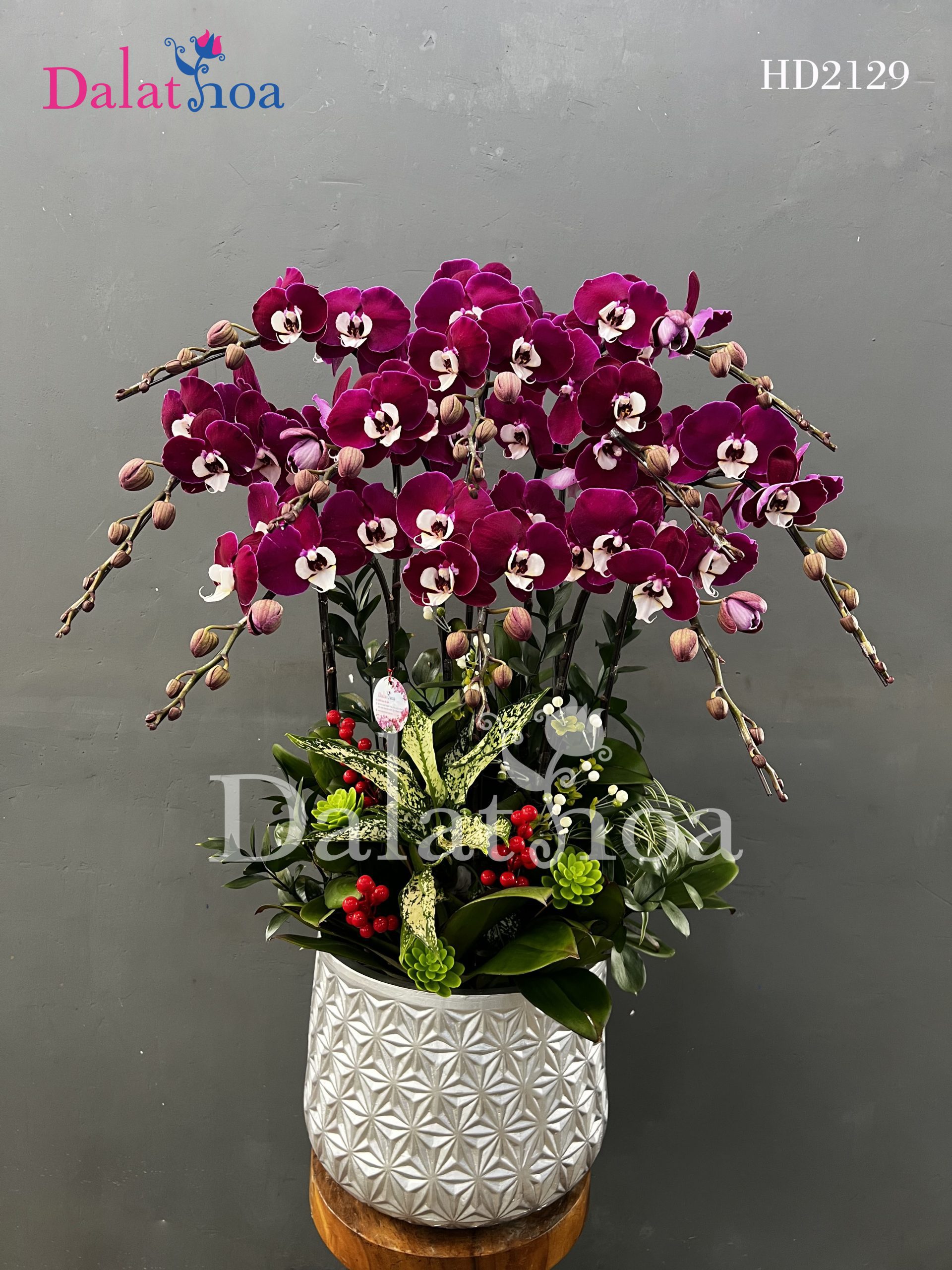 Chào Mừng Tháng 11 Cùng Lan Hồ Điệp – Mùa Của Yêu Thương Và Tri Ân