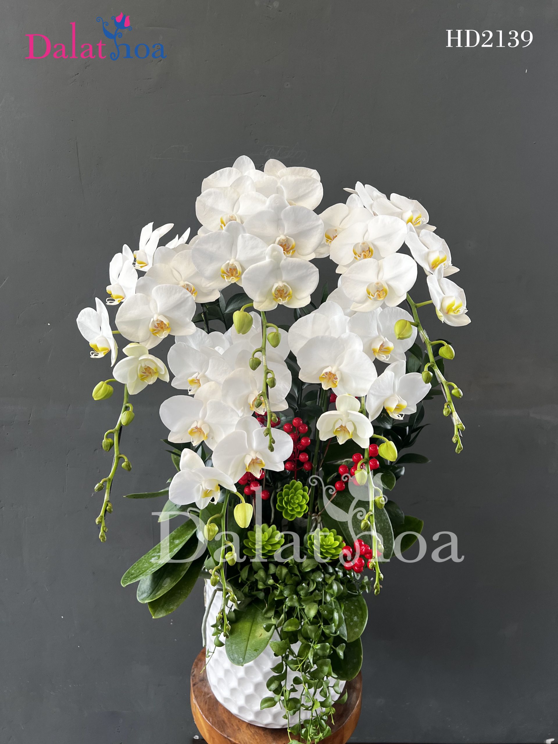 Chào Mừng Tháng 11 Cùng Lan Hồ Điệp – Mùa Của Yêu Thương Và Tri Ân