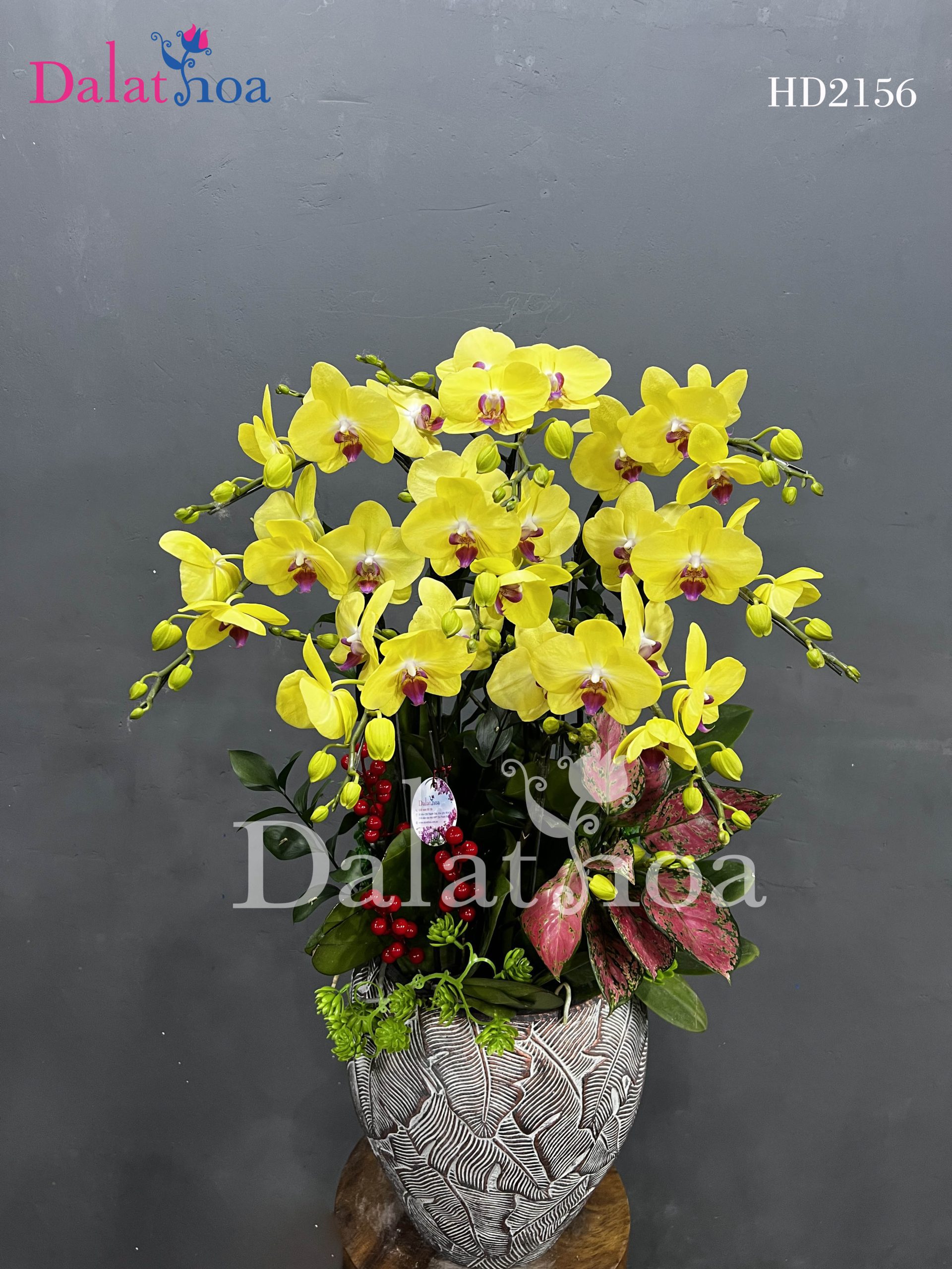 Những Câu Chuyện Nhỏ Liên Quan Đến Hoa Lan Hồ Điệp Trong Dịp Noel