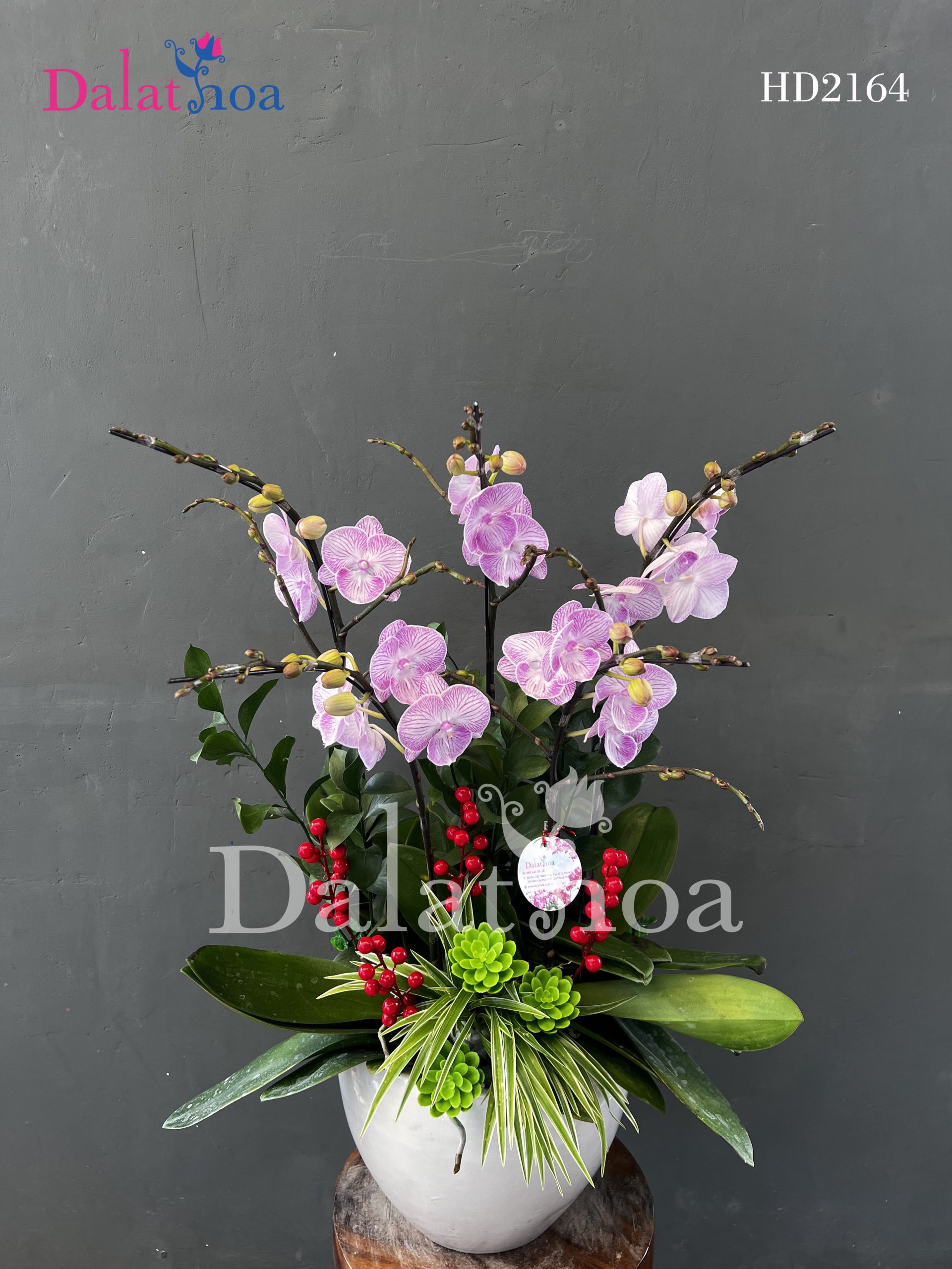 Hoa Lan Hồ Điệp – Vẻ Đẹp Cho Mùa Giáng Sinh Ấm Áp