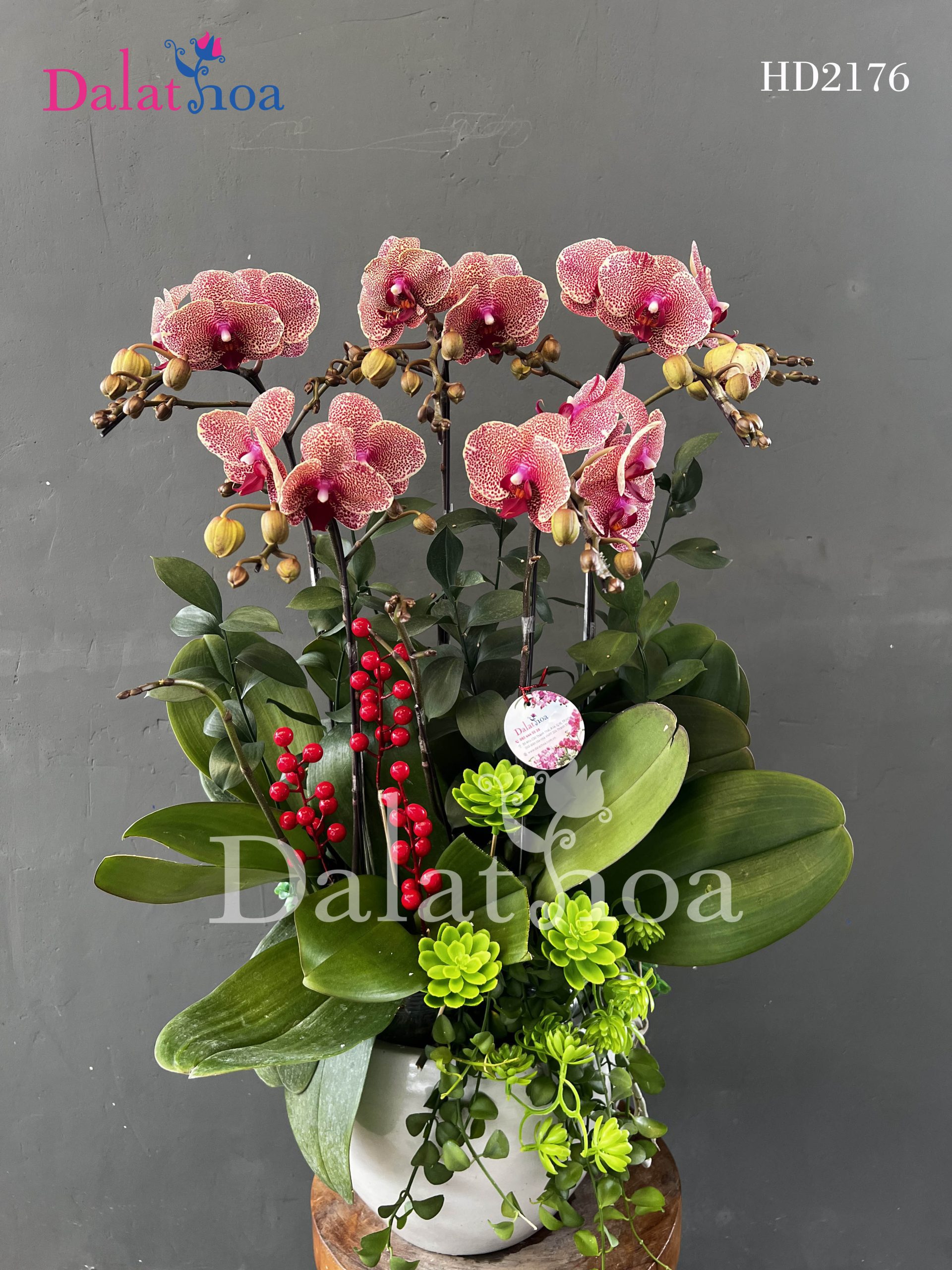 Những Câu Chuyện Nhỏ Liên Quan Đến Hoa Lan Hồ Điệp Trong Dịp Noel