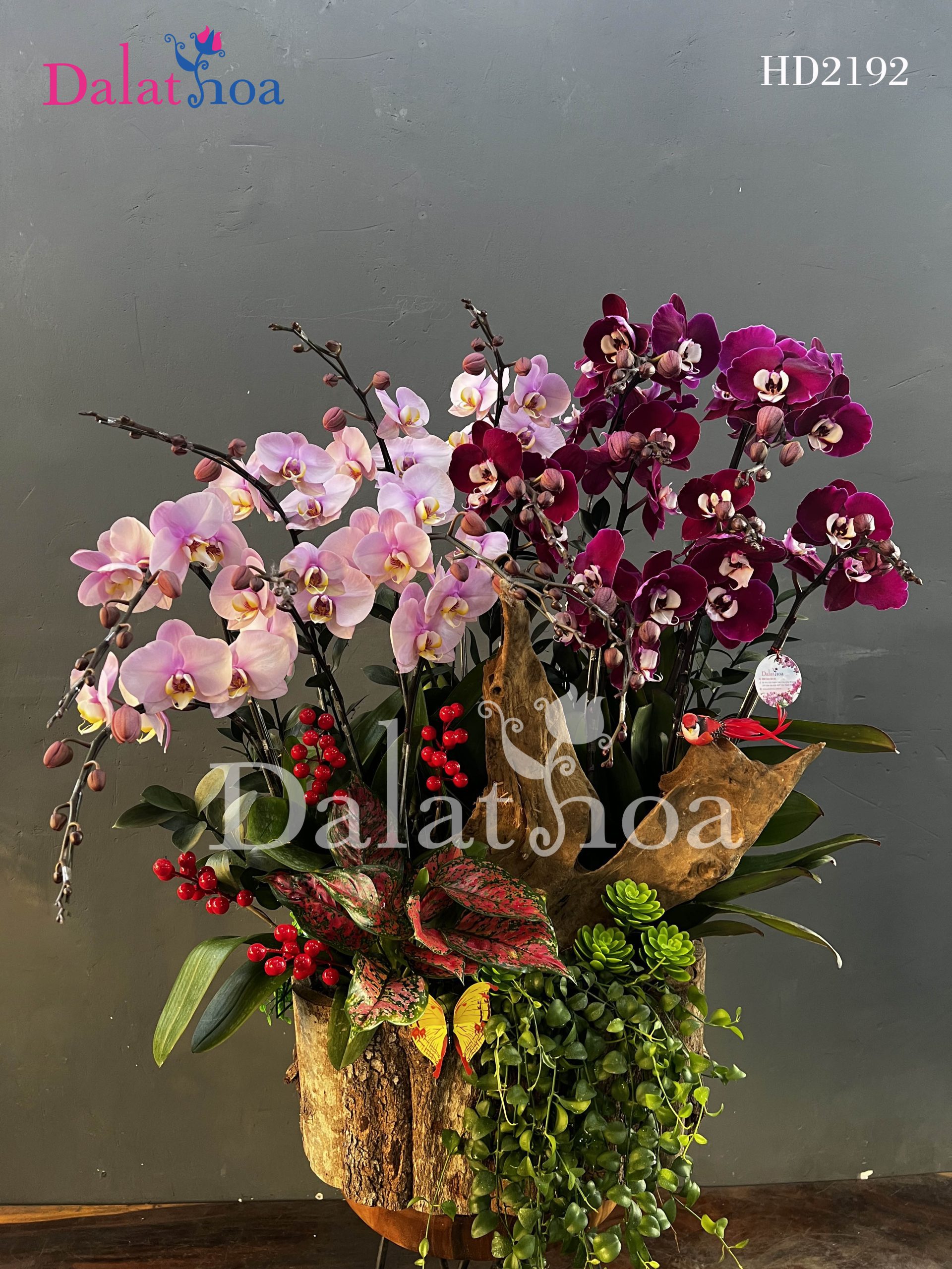 Những Câu Chuyện Nhỏ Liên Quan Đến Hoa Lan Hồ Điệp Trong Dịp Noel