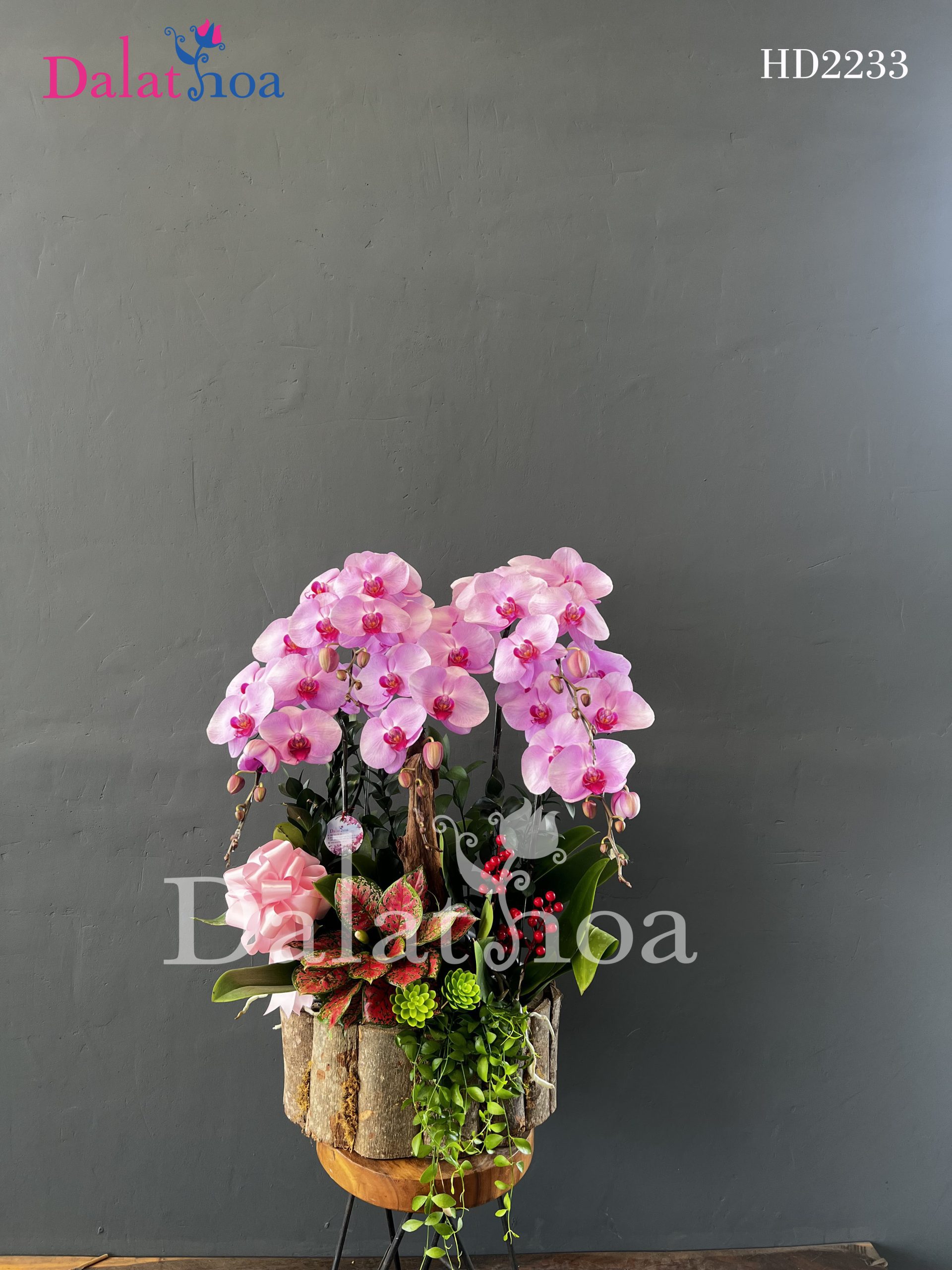 Cách Chăm Sóc Và Bảo Quản Lan Hồ Điệp Chơi Tết