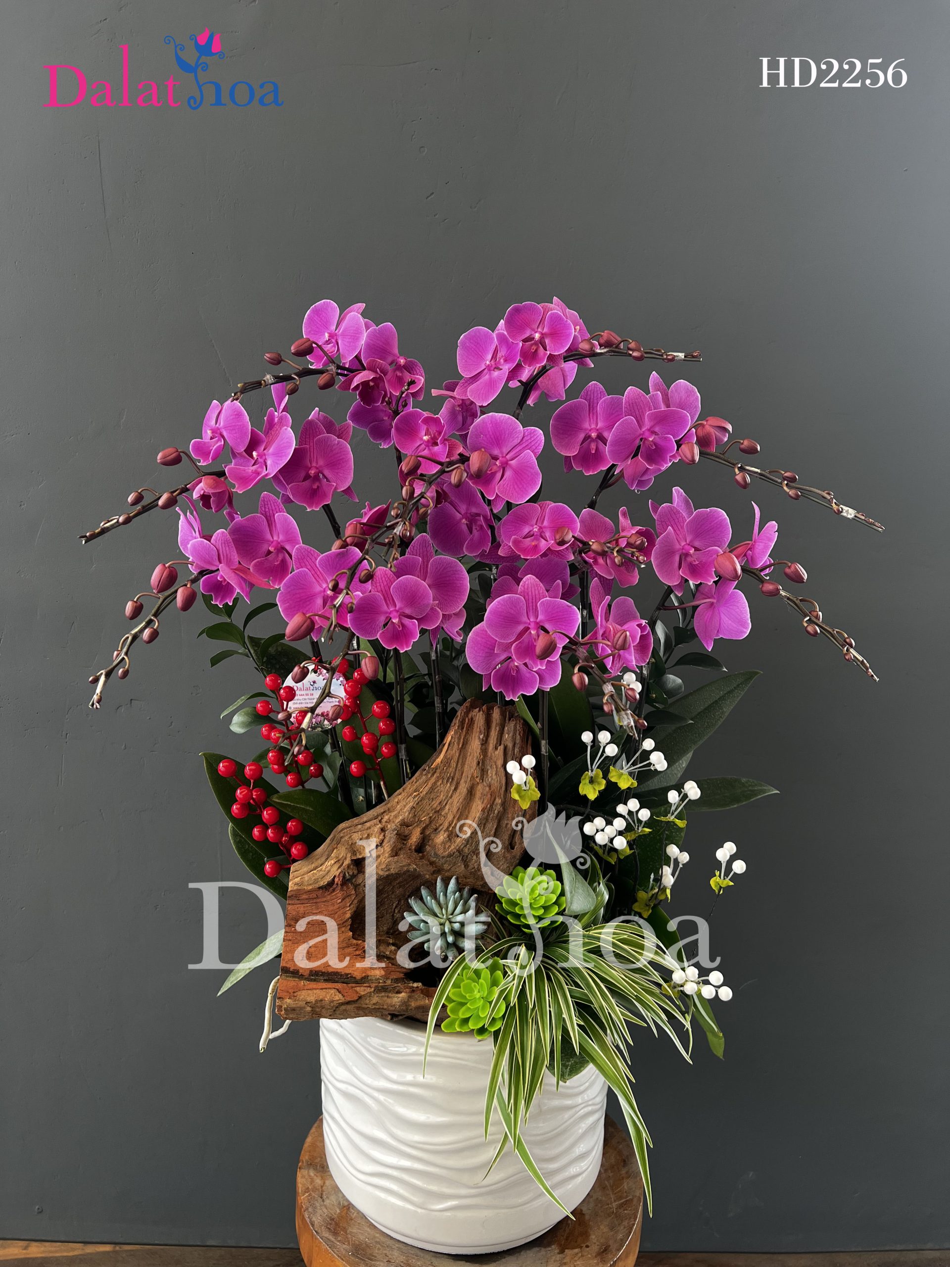 Hoa Lan Hồ Điệp Tạm Biệt Tháng 2 – Chào Đón Tháng 3 Rực Rỡ