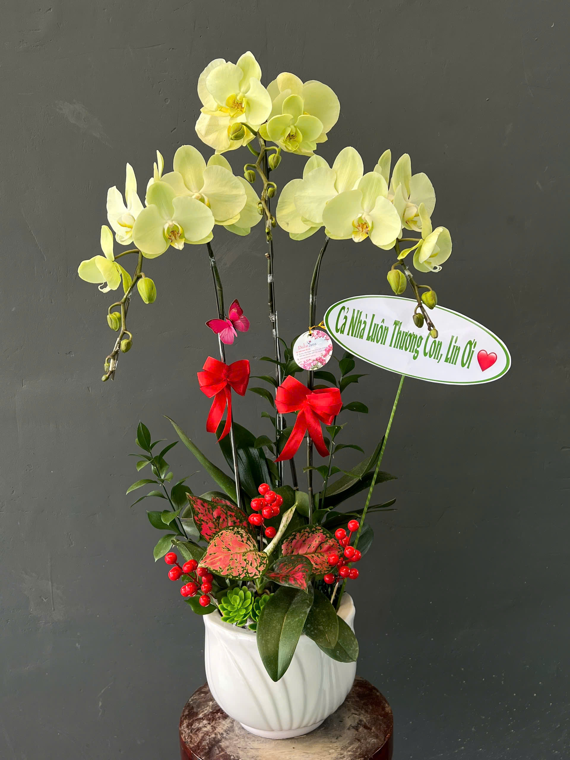 Mua Hoa Lan Hồ Điệp Ở Đâu Đẹp Và Uy Tín? Dalathoa Đang Được Nhiều Người Nhắc Đến