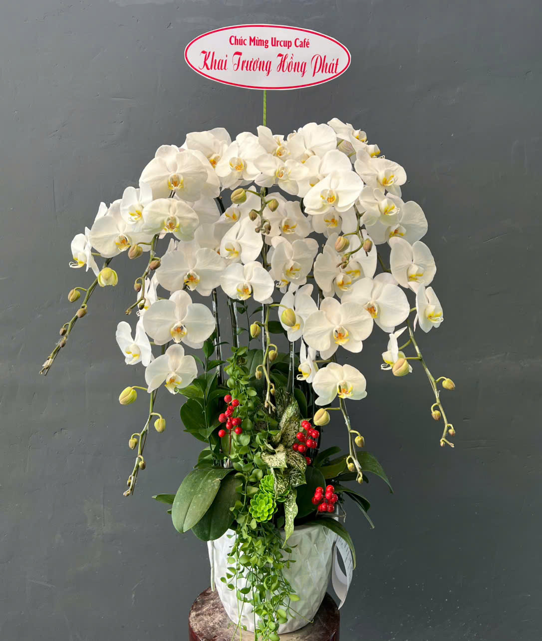 Mua Hoa Lan Hồ Điệp Ở Đâu Đẹp Và Uy Tín? Dalathoa Đang Được Nhiều Người Nhắc Đến