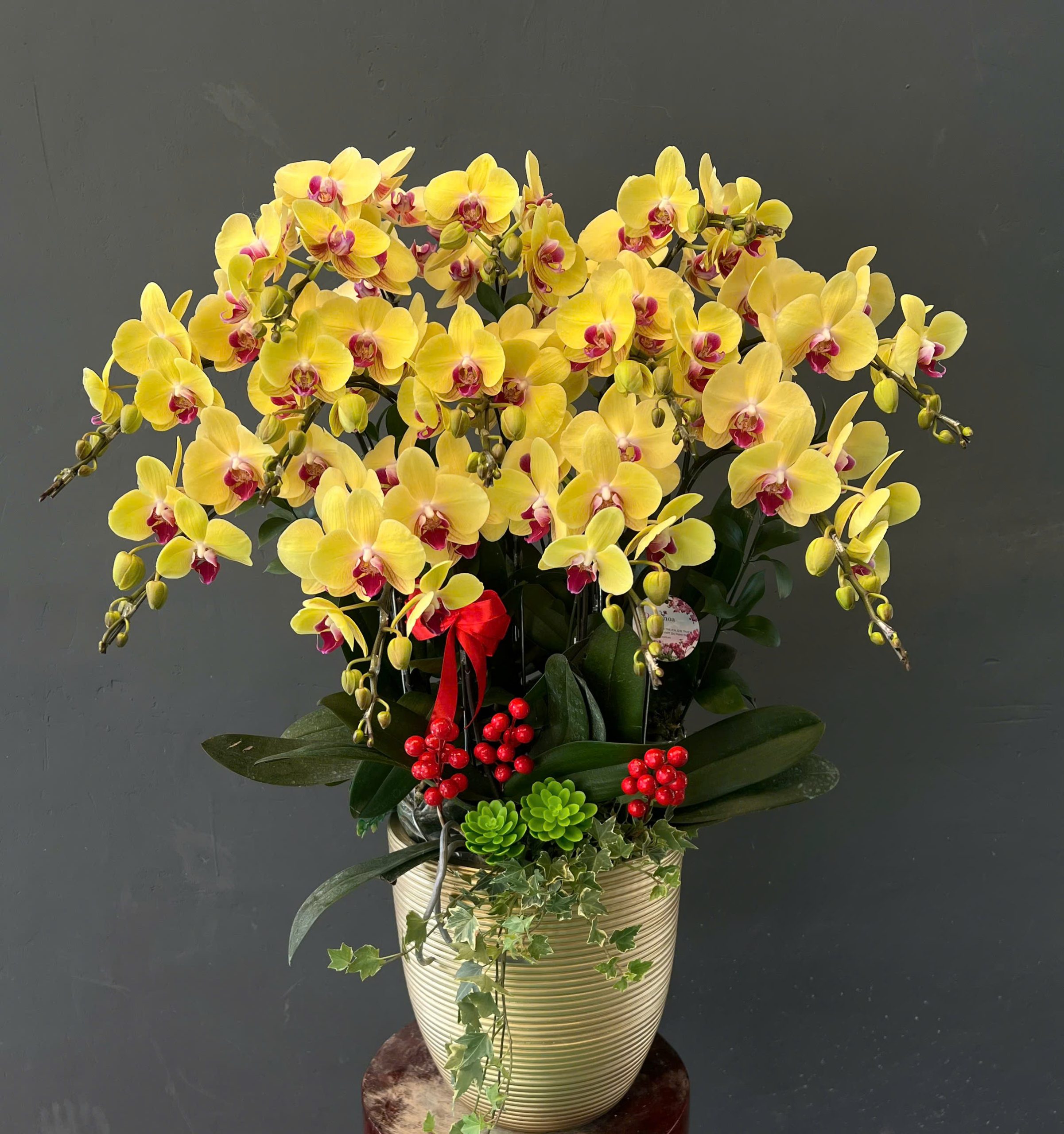 Vì Sao Nhiều Khách Hàng Quay Lại Mua Hoa Lan Hồ Điệp Tại Dalathoa?