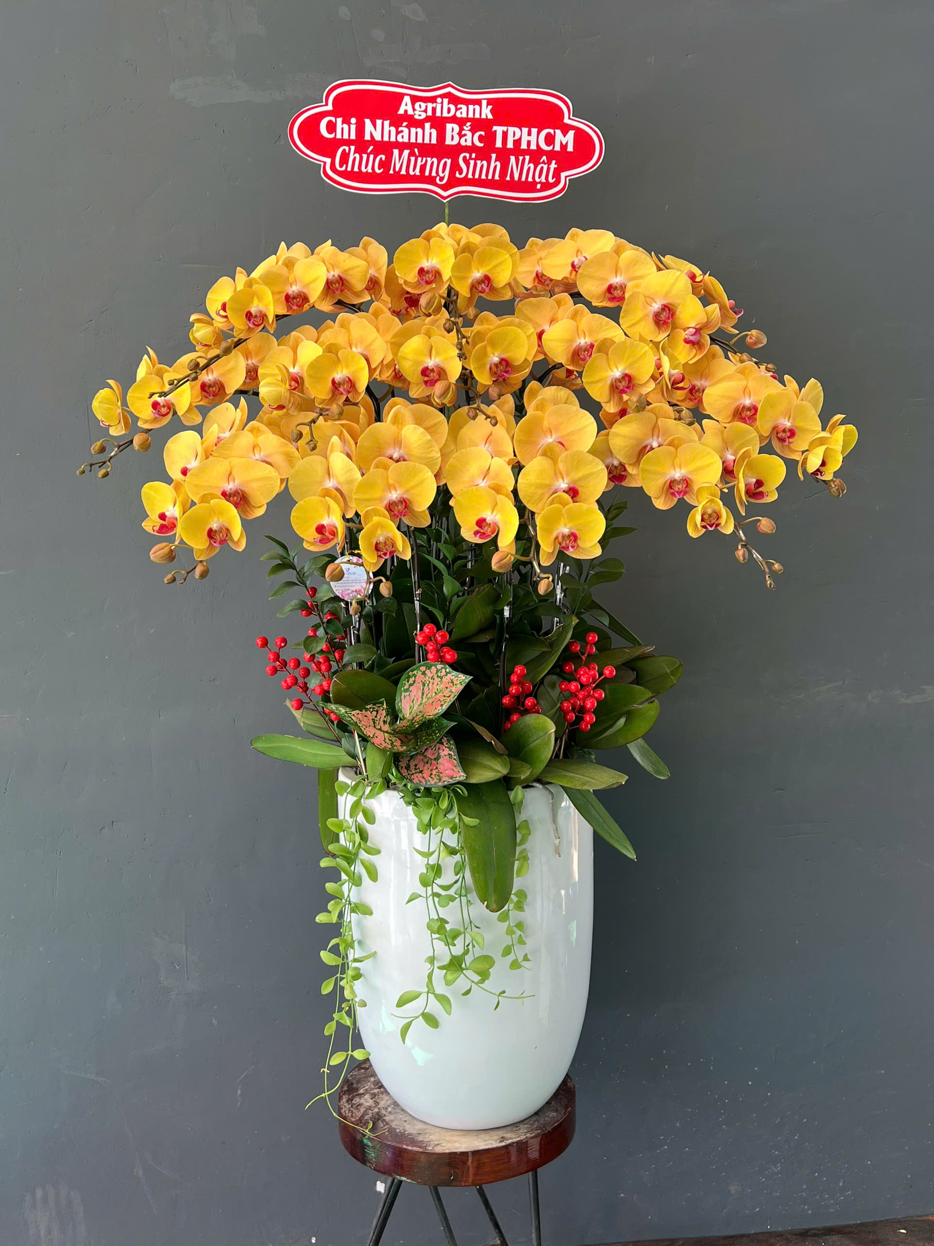 Có Thật Hoa Lan Hồ Điệp “Biết Chọn Chủ”? Nhiều Người Chơi Lan Tin Là Vậy