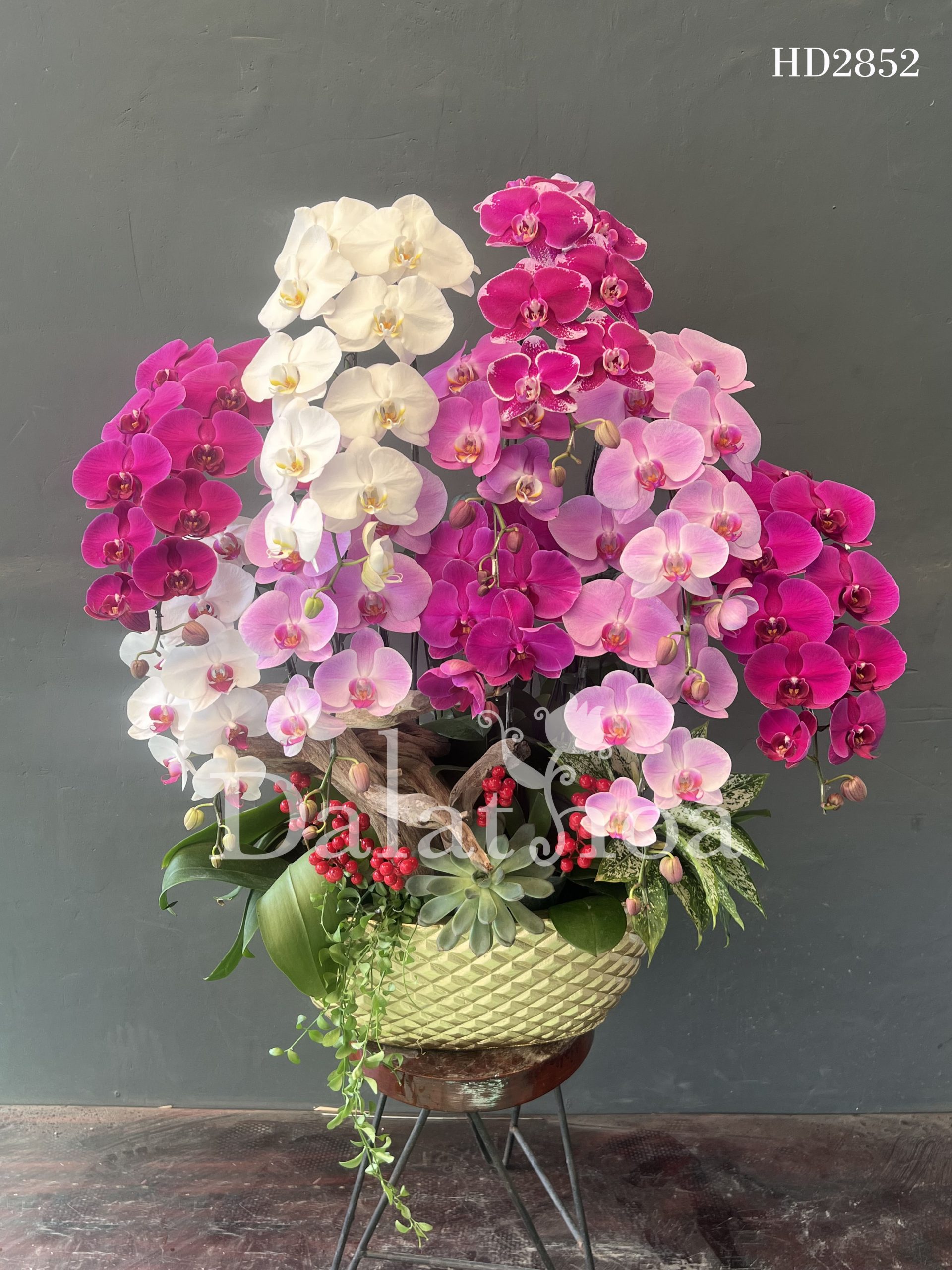 Trong Những Ngày Gia Đình Vắng Nhà, Hoa Lan Hồ Điệp Âm Thầm Canh Giữ Tổ Ấm