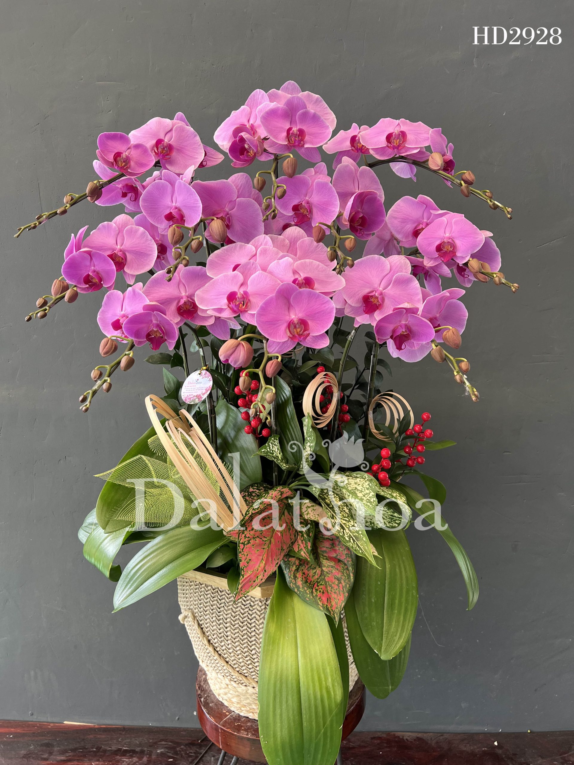 Hoa Lan Hồ Điệp Bé Nhỏ Yêu Thương